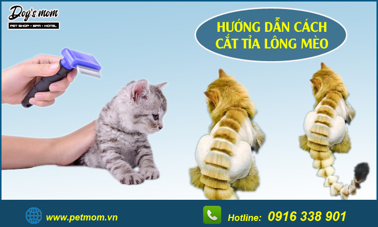 Cắt tỉa lông cho mèo 