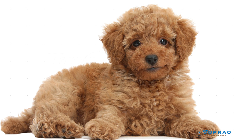 Các giống chó Poodle